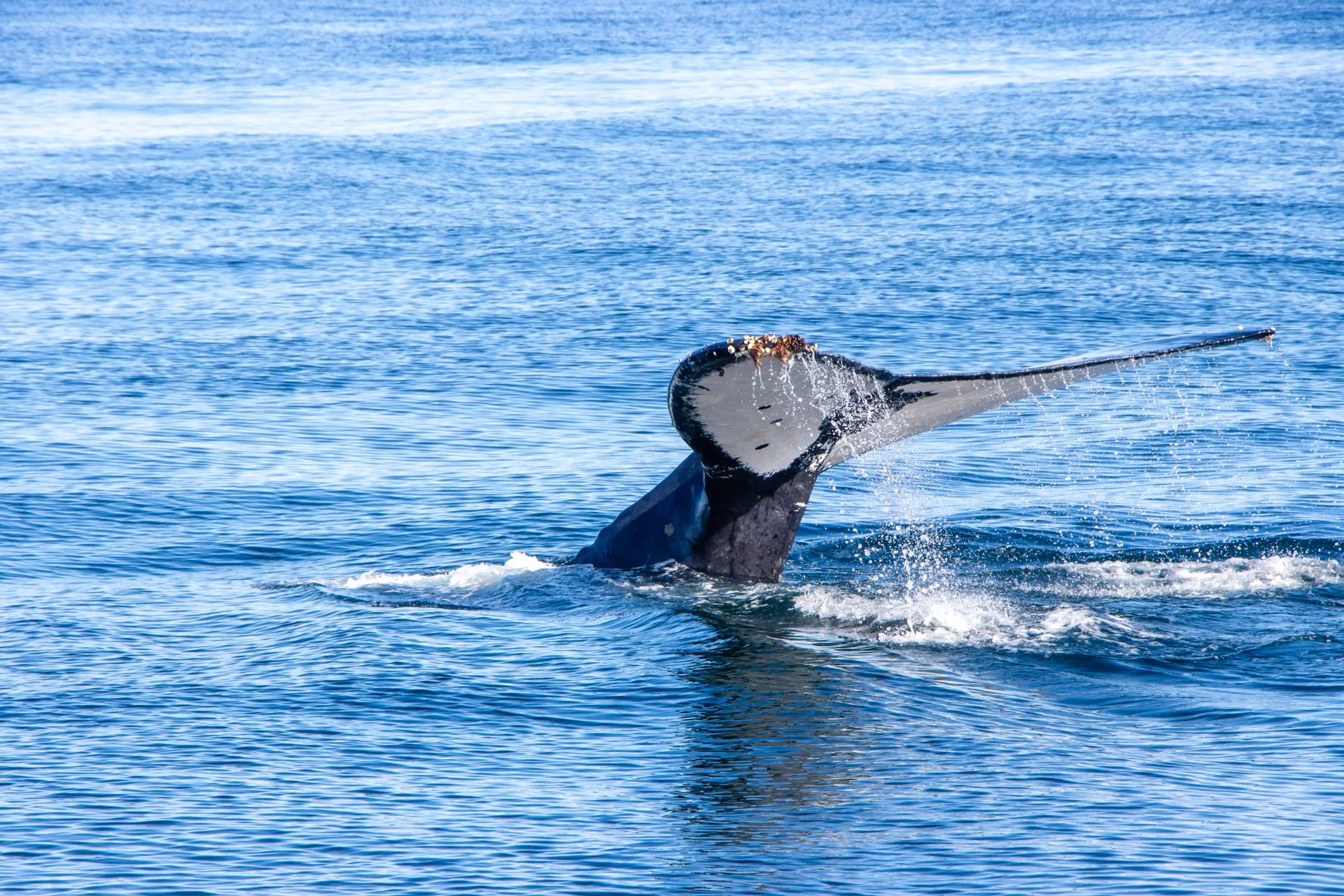 First-time swimmer preparing for a humpback whale encounter in Tonga