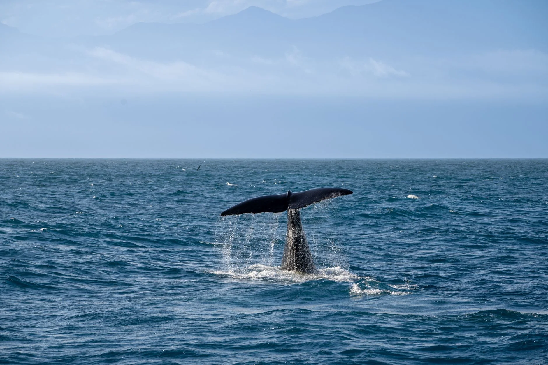 Ethical whale swimming in Tonga — responsible tourism and humpback whale conservation