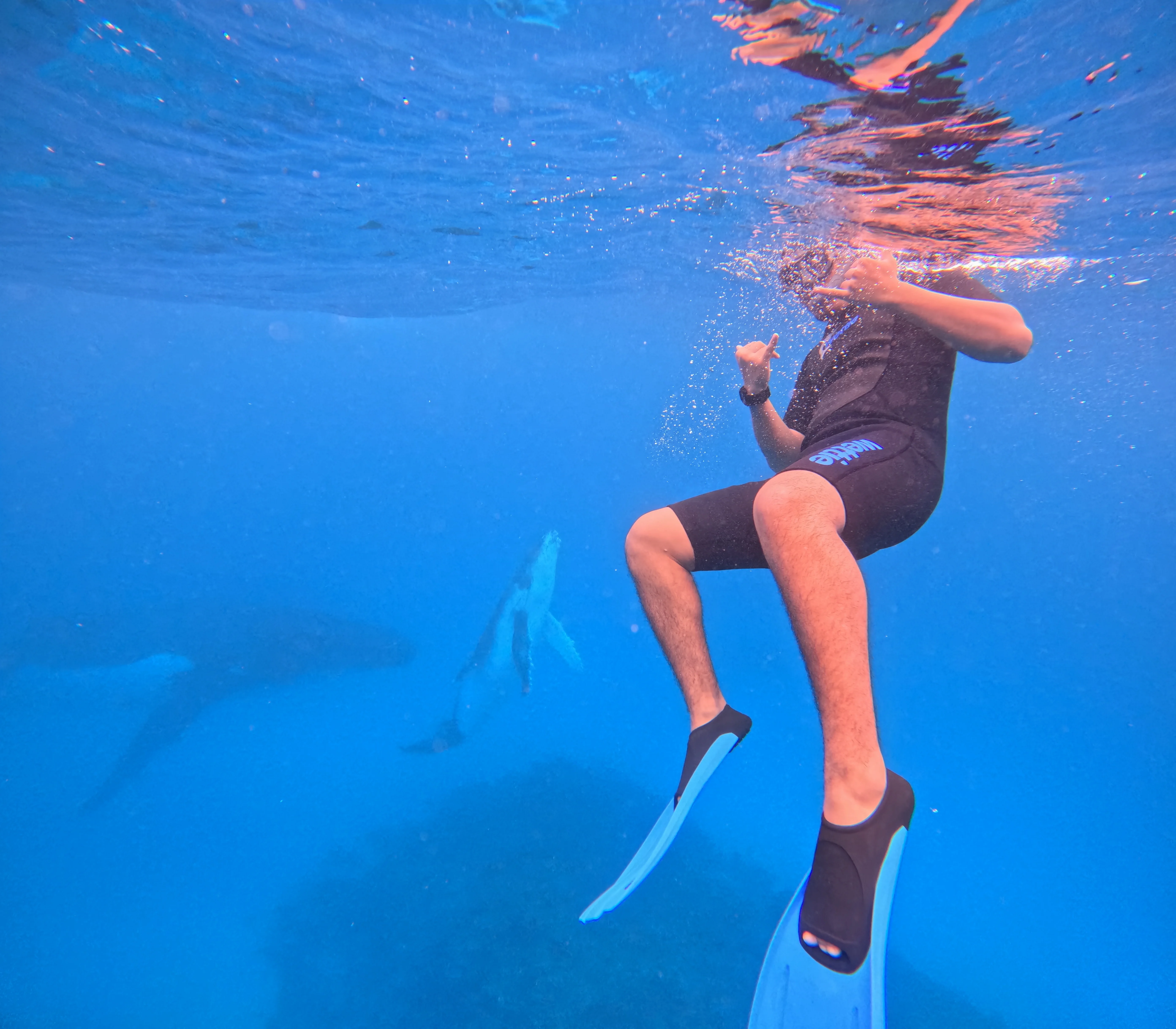 Swimmers in the ocean observing a humpback whale in Tonga during whale season