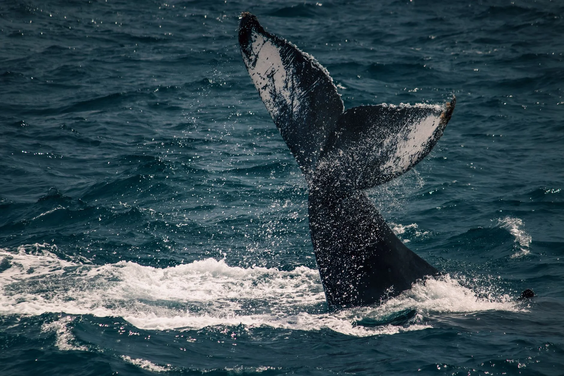 2026 Tonga whale swim pricing guide showing tour costs and budget breakdown