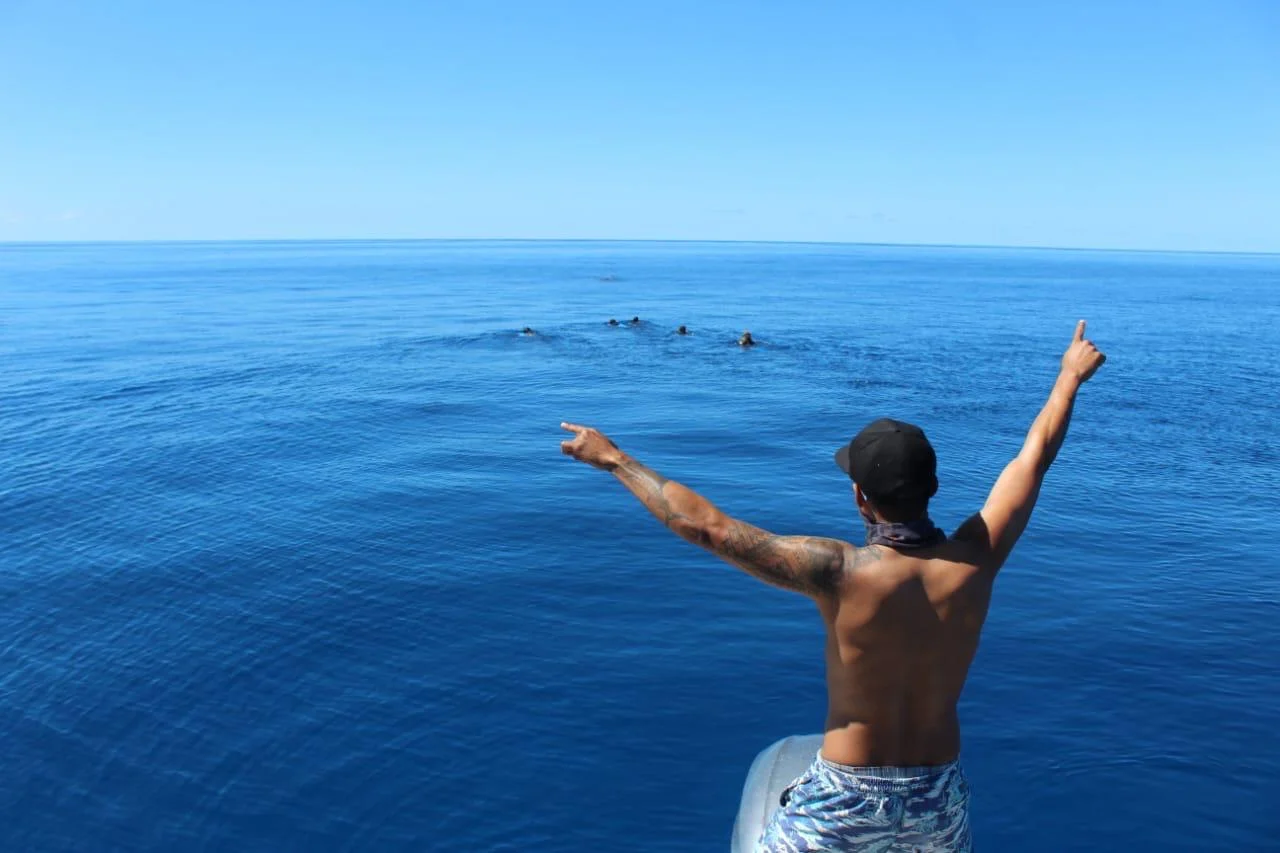 Swimmers in the ocean observing a humpback whale in Tonga during whale season