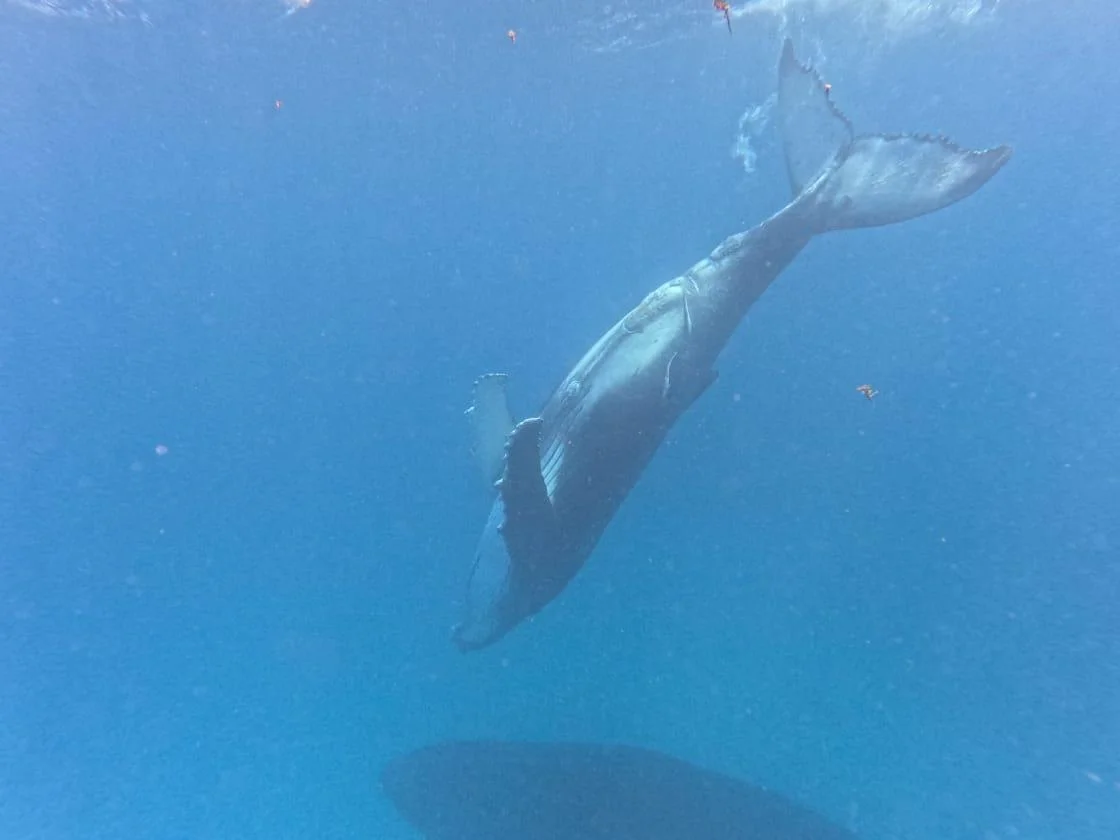 Close underwater whale encounter in Tonga