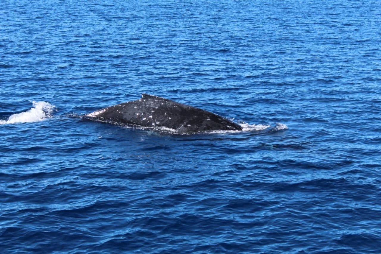 Swimmer face-to-face with a humpback whale